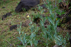 Argemone mexicana