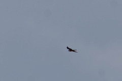 Falco sparverius