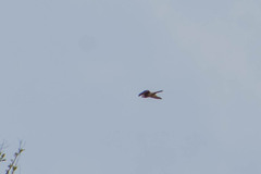 Falco sparverius