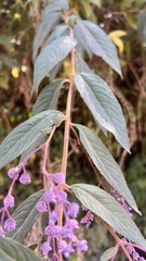 Hyptis odorata
