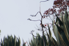 Falco sparverius