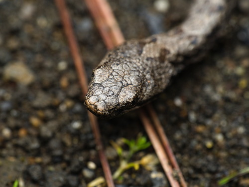 Cross-banded Mountain Rattlesnake