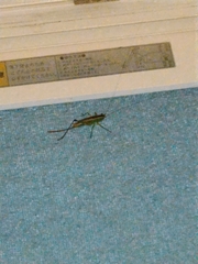 Conocephalus maculatus