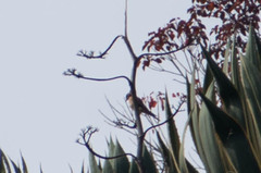 Falco sparverius