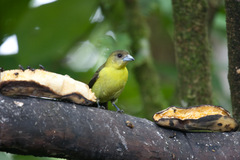 Ramphocelus flammigerus icteronotus