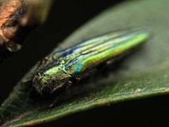 Agrilus sulcatulus