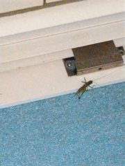 Conocephalus maculatus