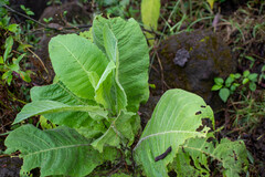 Nicotiana tabacum