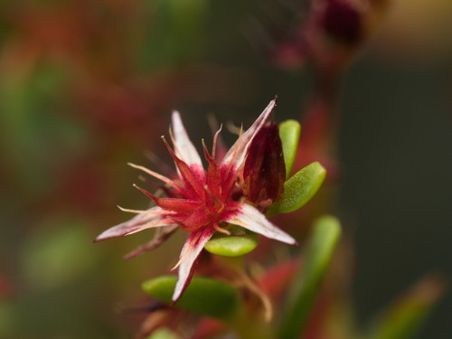 Sedum oxypetalum, photograph 3