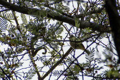 Camptostoma obsoletum