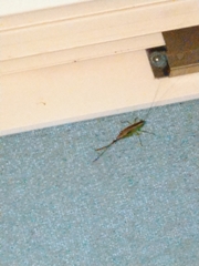 Conocephalus maculatus