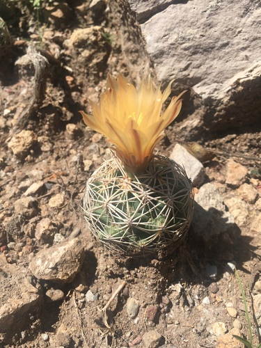 Coryphantha radians