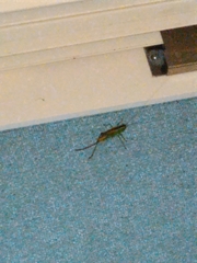 Conocephalus maculatus