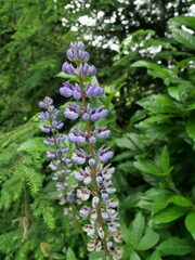 Lupinus polyphyllus