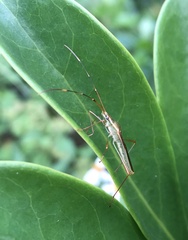 Leptocorisa chinensis