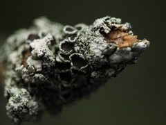 Punctelia caseana