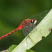 White-faced Meadowhawk - Photo (c) Susan Elliott, some rights reserved (CC BY-NC), uploaded by Susan Elliott