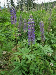 Lupinus polyphyllus