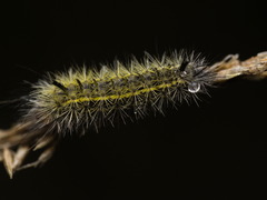 Lophocampa argentata