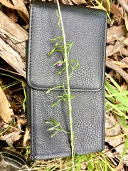 Thysanotus patersonii