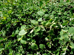 Chenopodium triandrum