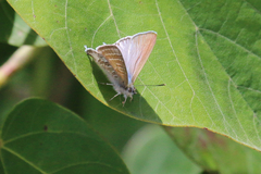 Theclinesthes onycha