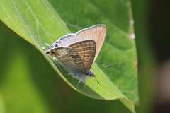 Theclinesthes onycha