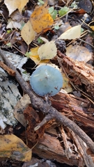 Stropharia aeruginosa