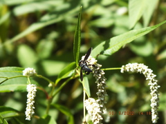 Trichopoda lanipes
