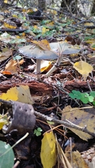 Stropharia aeruginosa