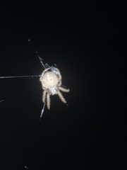 Eriophora edax