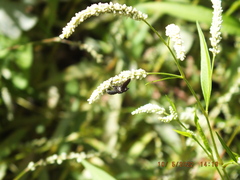 Trichopoda lanipes