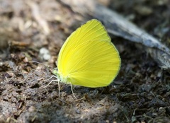 Pyrisitia dina