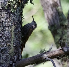 Lepidocolaptes leucogaster