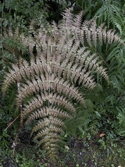 Dryopteris paleolata