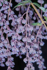 Hyptis odorata