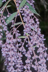 Hyptis odorata