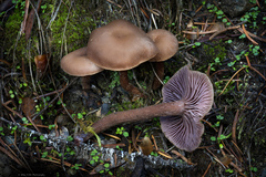 Laccaria amethysteo-occidentalis
