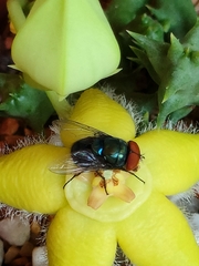 Chrysomya megacephala