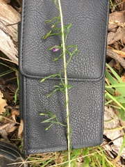 Thysanotus patersonii