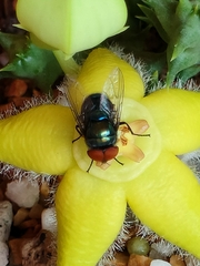 Chrysomya megacephala