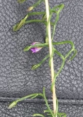 Thysanotus patersonii