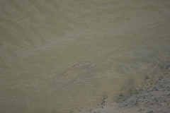 Oreochromis niloticus