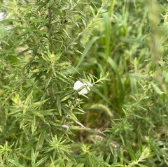 Rhopalomyia giraldii