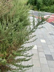 Artemisia princeps