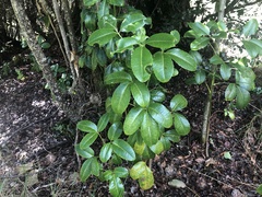 Cheirodendron trigynum