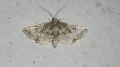Omphisa anastomosalis