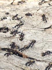 Dolichoderus doriae