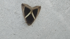 Chalciope mygdon