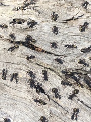 Dolichoderus doriae